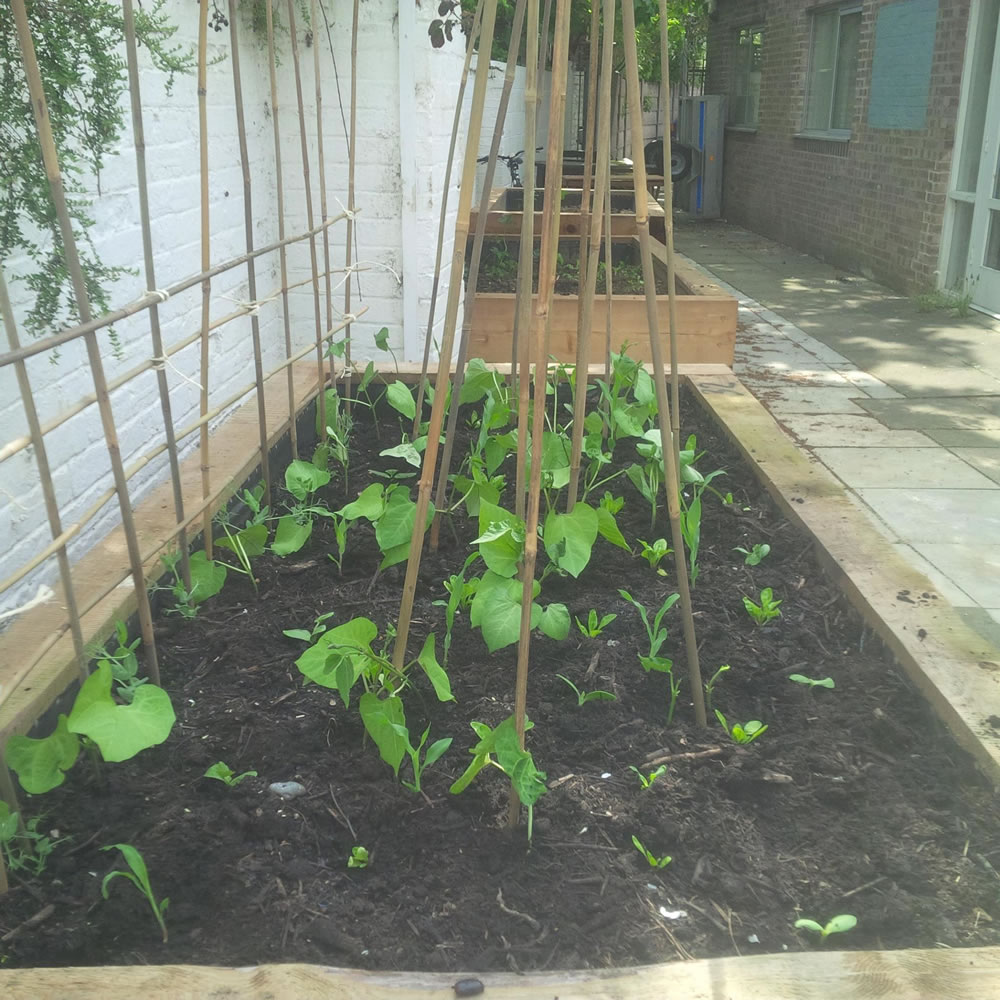 Annual vegetables newly planted in raised beds - edge can run workshops in your space to help you grow more food